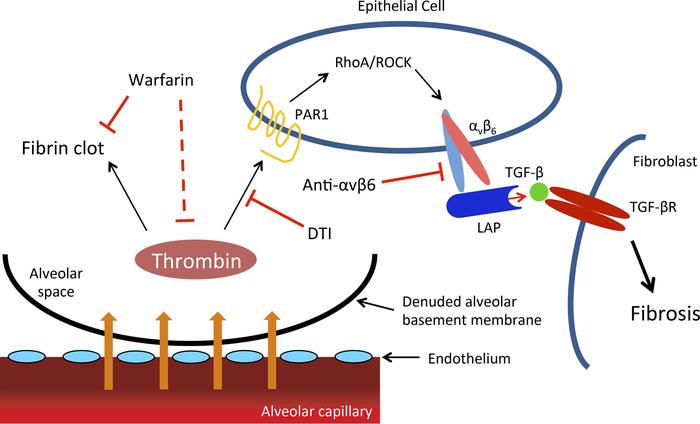 Schematic of the proposed mechanisms linking vascular leak, intra-alveol...