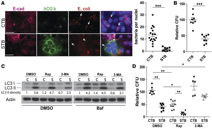 Autophagy contributes to STB resistance to bacterial colonization.
(A) I...