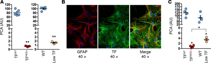 Astrocyte procoagulant activity (PCA) in TFNESΔ and low-TF mice.
(A) Tot...