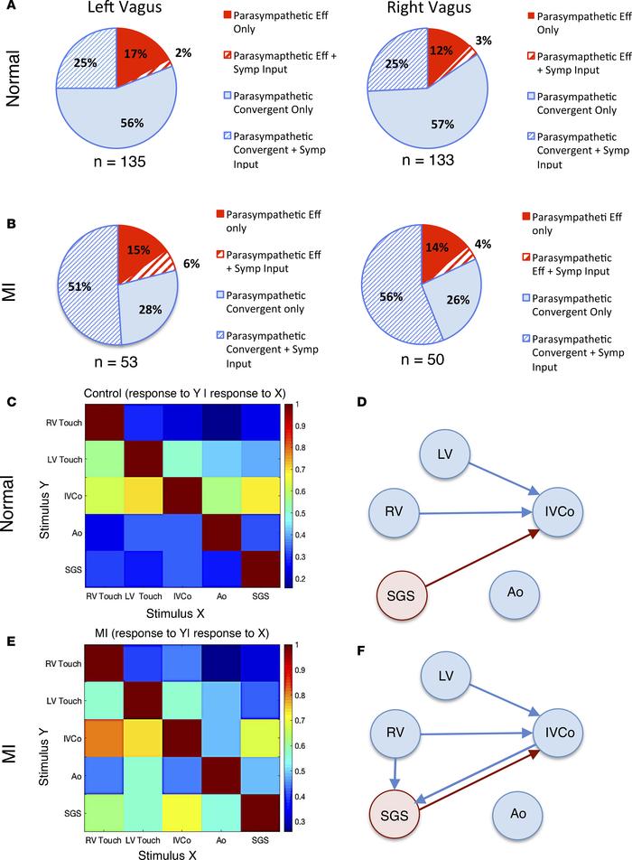 Classification and relationships of parasympathetic neurons in normal an...