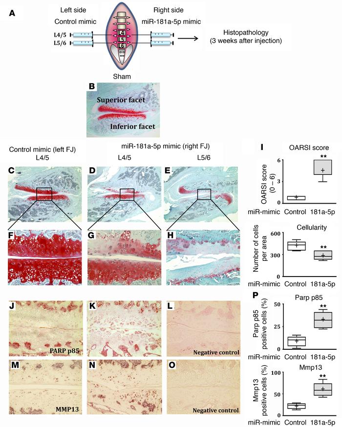miR-181a-5p mimic promotes cartilage degeneration in vivo.
(A) Schematic...