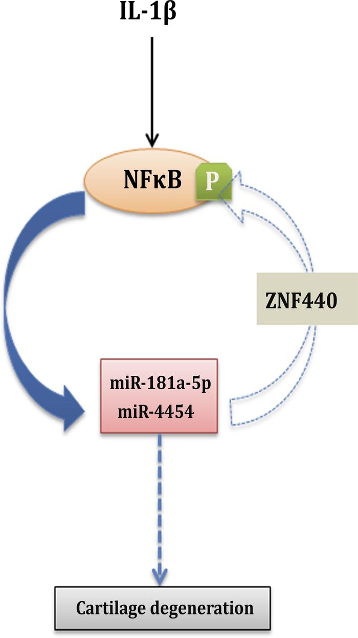 Schematic of miR-181a-5p and miR-4454 signaling in facet joint chondrocy...