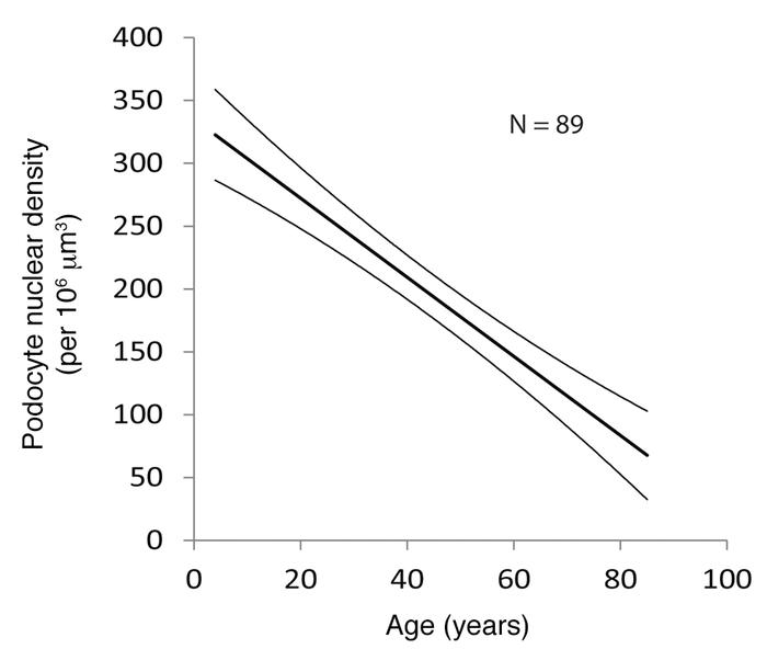 Linear decrease in podocyte density with age.
The data shown are the med...