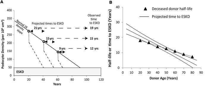 Simulation of allograft time to ESKD versus donor age derived from podom...