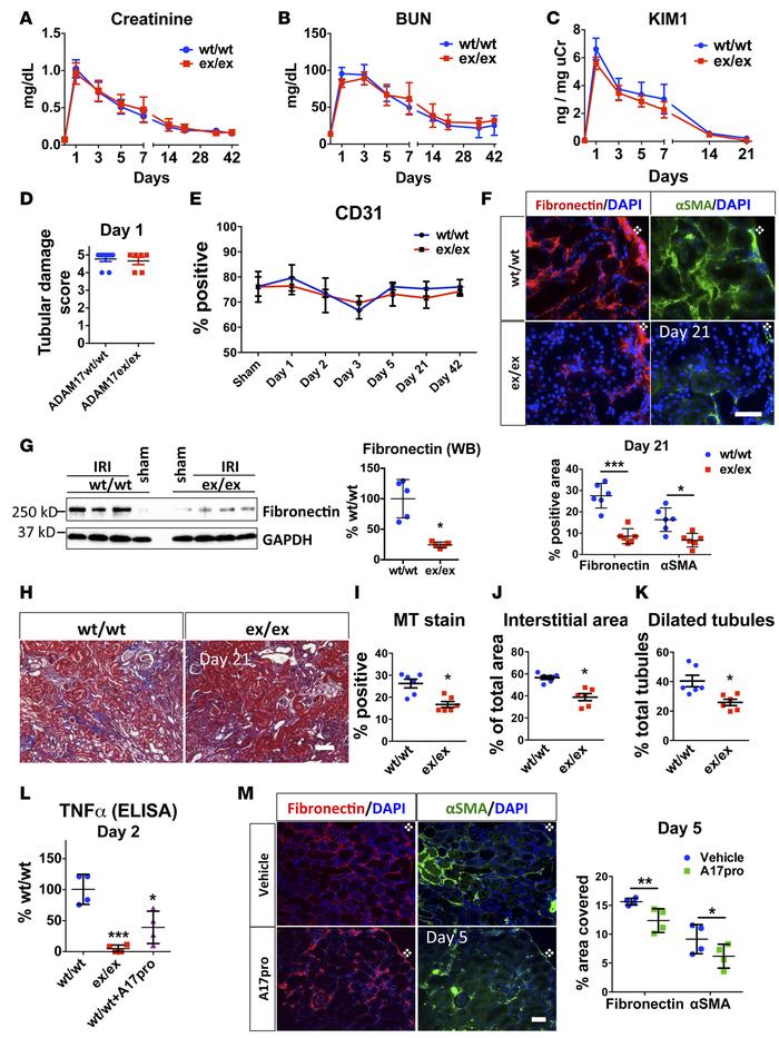 Global targeting of ADAM17 results in similar initial IRI-induced injury...