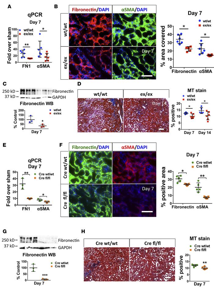 ADAM17ex/ex and ADAM17 PTC-KO mice are protected from UUO-induced fibros...