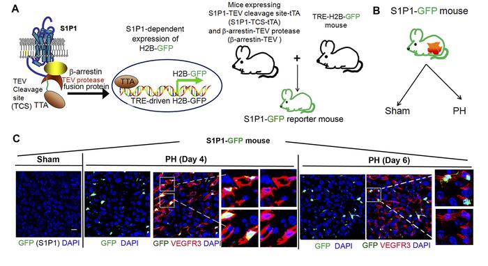 S1P1 signaling in mouse LSEC is involved in vascular regeneration after ...