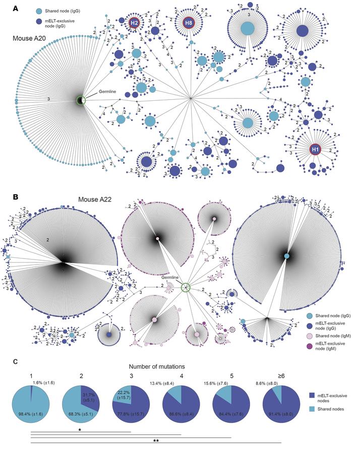 Ig lineage trees evidence intrinsic affinity maturation in mELT.
(A) IgG...