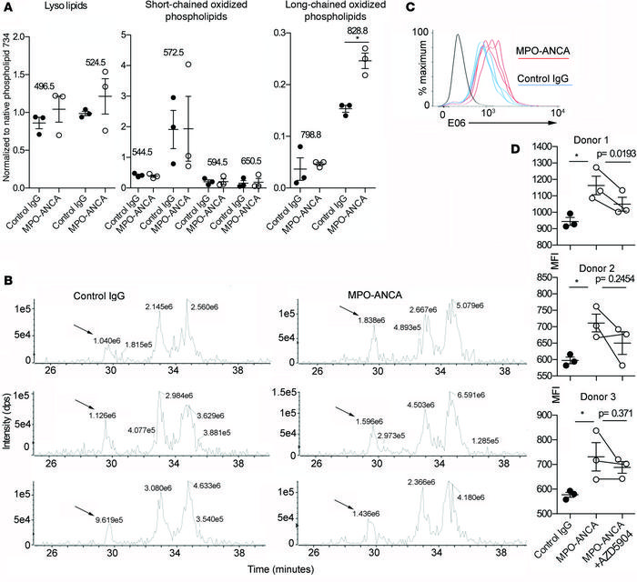 MPO-ANCA generates oxidized phospholipids.
(A) The most abundant oxidize...