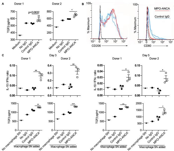 Macrophages differentiated in the presence of MPO-ANCA express increased...