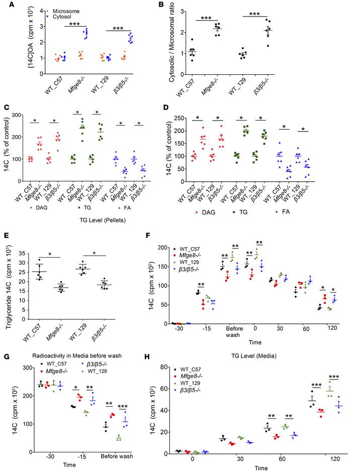 Accumulation of cytoplasmic lipid droplets in Mfge8–/– and αvβ3/αvβ5–/– ...