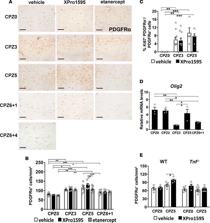 Inhibition of soluble TNF in brain increases OPC response in demyelinate...