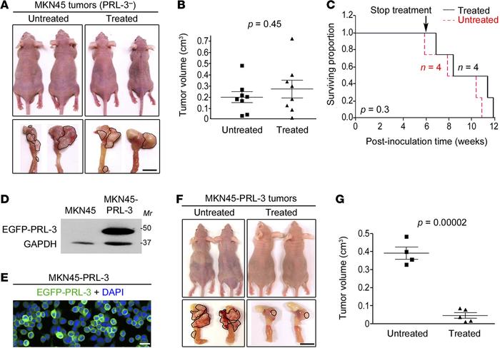 PRL3-zumab has therapeutic effects when negative tumors forced PRL-3 ove...