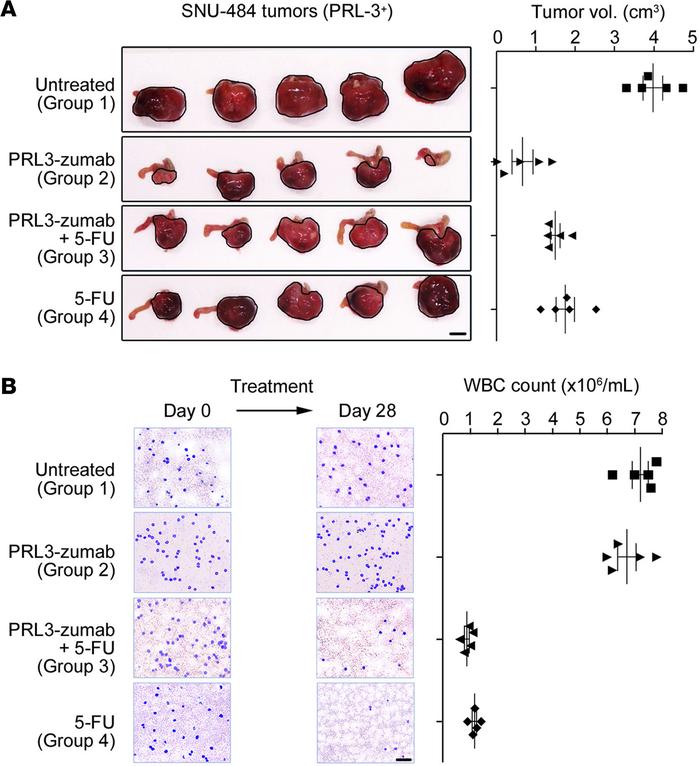 PRL3-zumab is more effective as a monotherapy rather than when coadminis...