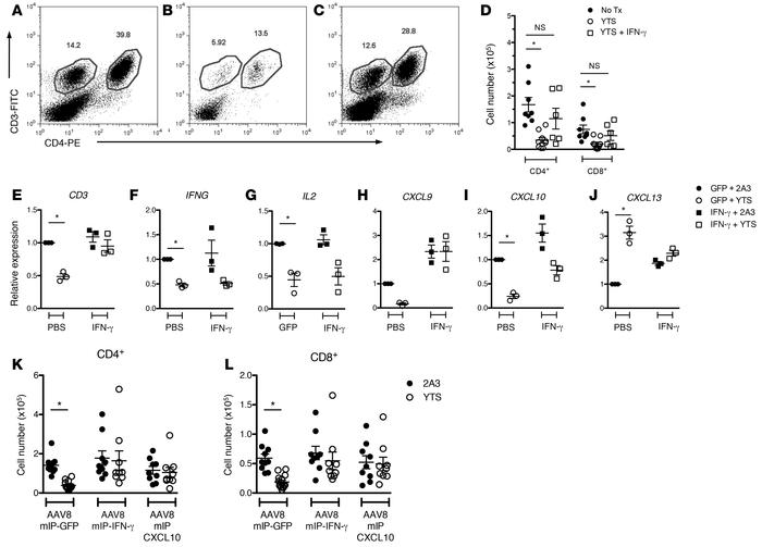 Increased IFN-γ and CXCL10 blocks YTS-induced islet T cell purging.
(A–F...