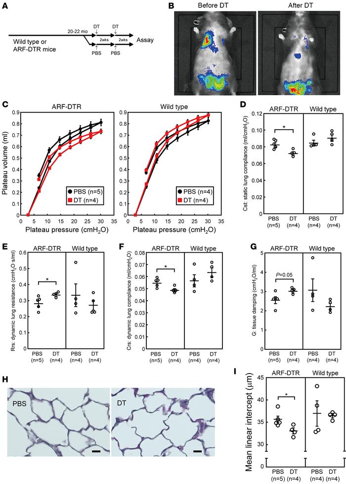 Effects of the DT treatment on older mice.
(A) Experimental design. Twen...