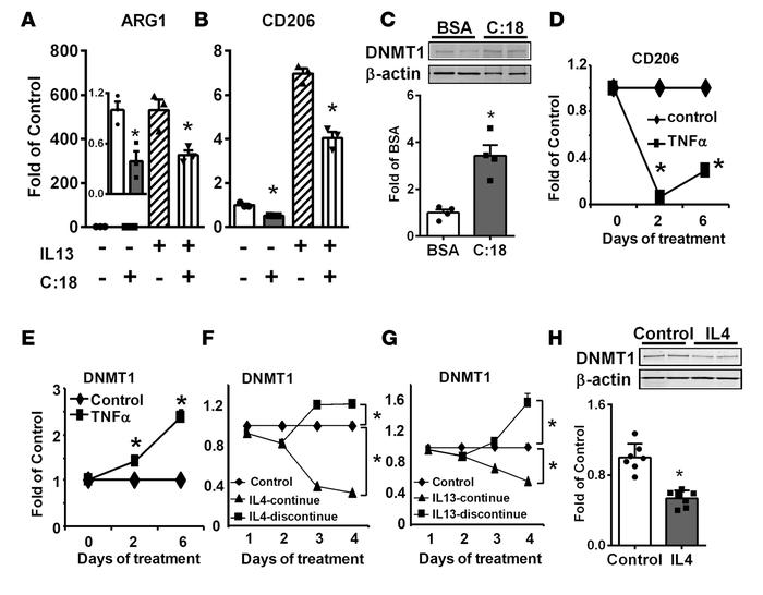 DNA methyltransferase 1 (DNMT1) expression is increased by stearate and ...