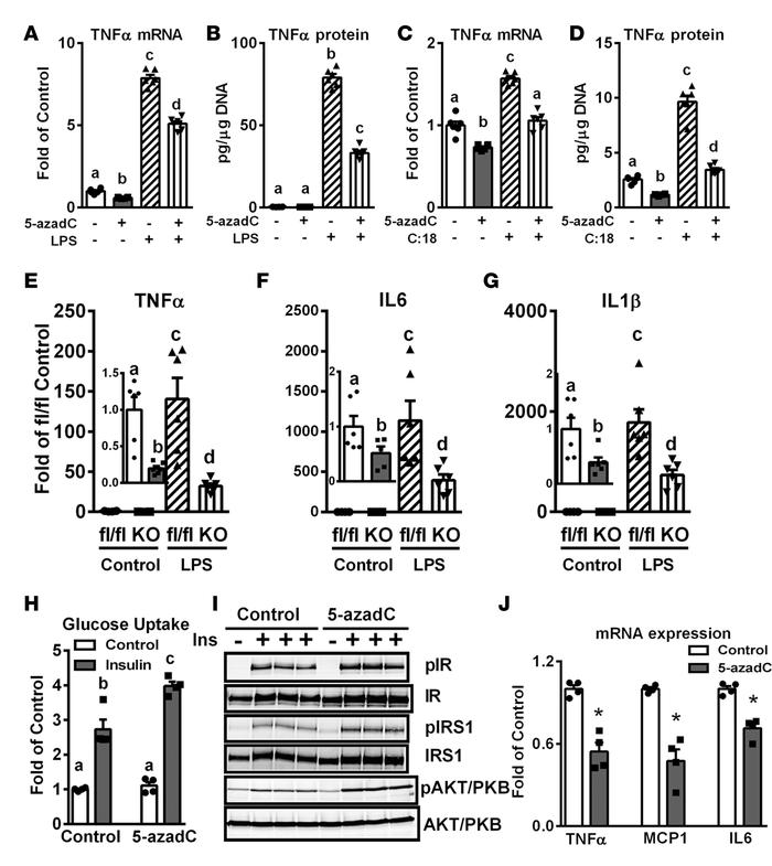 Inhibiting DNA methylation in macrophages suppresses inflammation in mac...