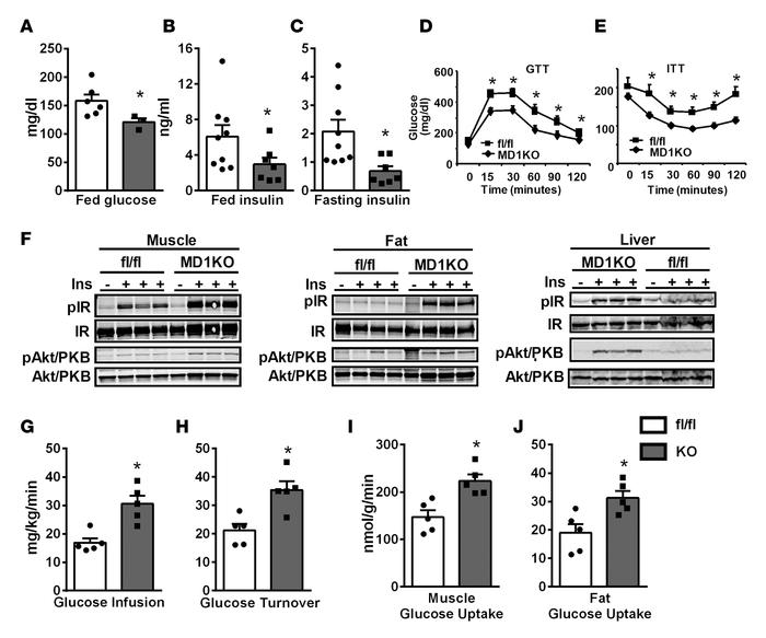 Mice with myeloid-lineage deletion of DNMT1 (MD1KO) exhibit improved ins...