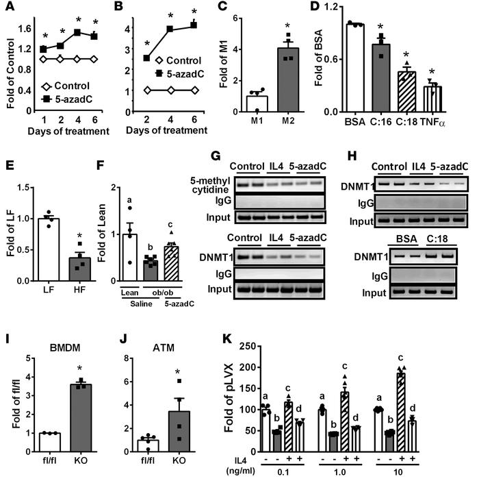 PPARγ expression is regulated by DNA methylation.
(A–F) PPARγ expression...
