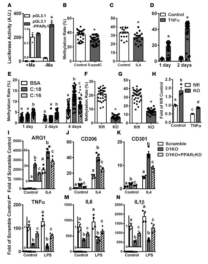 PPARγ is necessary for M2 macrophage polarization induced by DNA methylt...