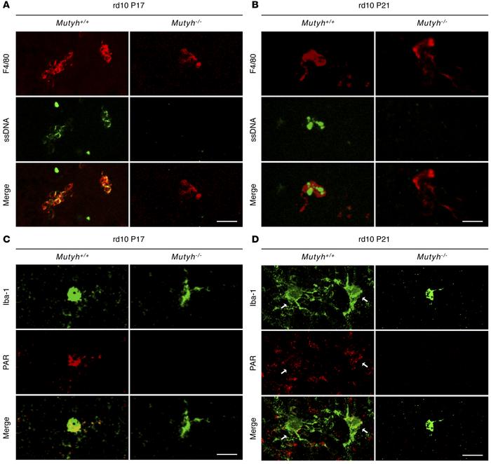 
Mutyh deficiency suppressed the microglial SSBs formation and PARP acti...