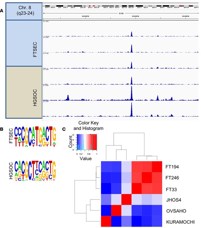Genome-wide PAX8 binding in FTSEC and HGSOC.
(A) Browser view of highly ...