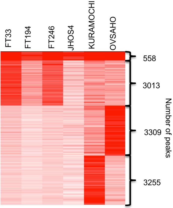 K-means clustering of ChIP-Seq peaks by cell line and number of peaks in...