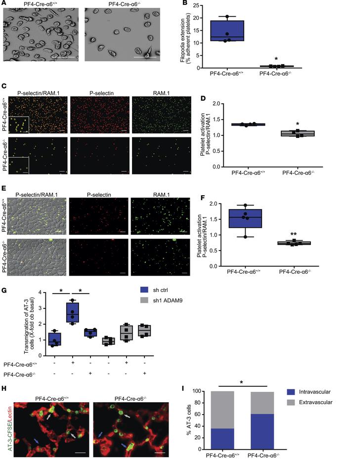 Platelet integrin α6β1 promotes platelet activation and granule release ...