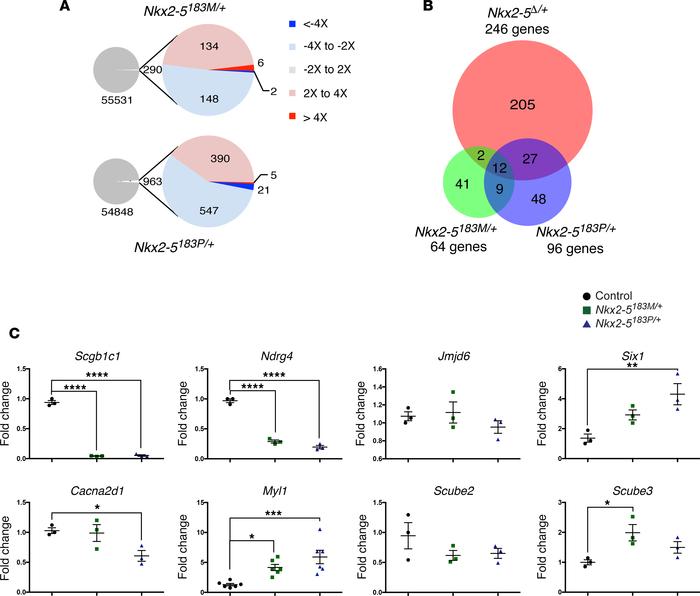 Transcriptome changes in adult heterozygous Nkx2-5 mouse hearts.
(A) Glo...