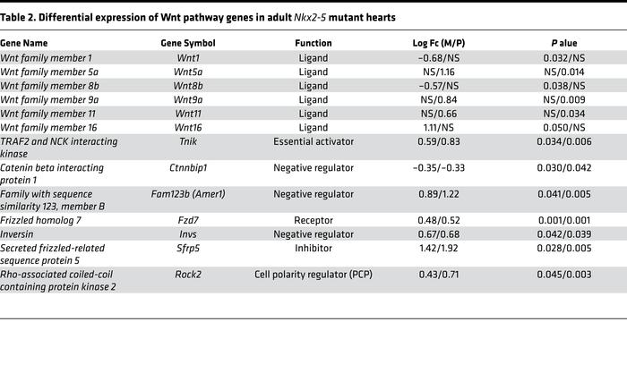 Differential expression of Wnt pathway genes in adult Nkx2-5 mutant hearts