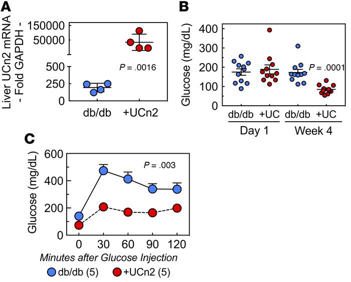 UCn2 gene transfer increases glucose disposal in db/db mice.
Mice (db/db...