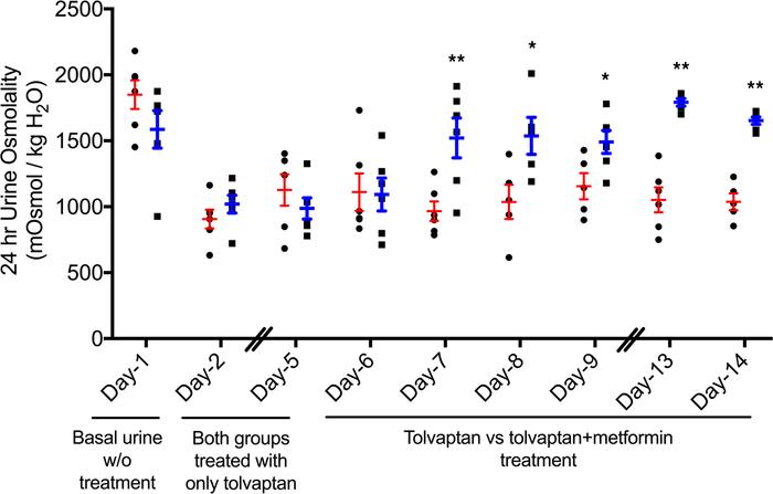 Urine osmolality result from longer-term metformin treatment of tolvapta...