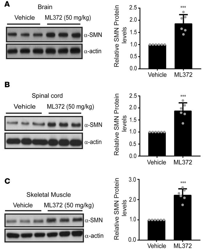 ML372 increases SMN protein levels in SMNΔ7 spinal muscular atrophy (SMA...