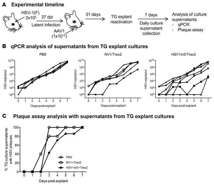 Impact of HE-directed mutagenesis of latent HSV on viral reactivation.
(...