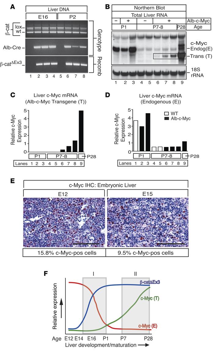 Expression of mutant β-catenin coincides with 2 temporally distinct pool...