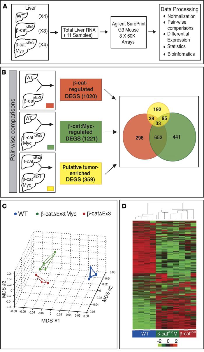 Strategy to identify tumor-enriched and β-catenin–regulated hepatic gene...