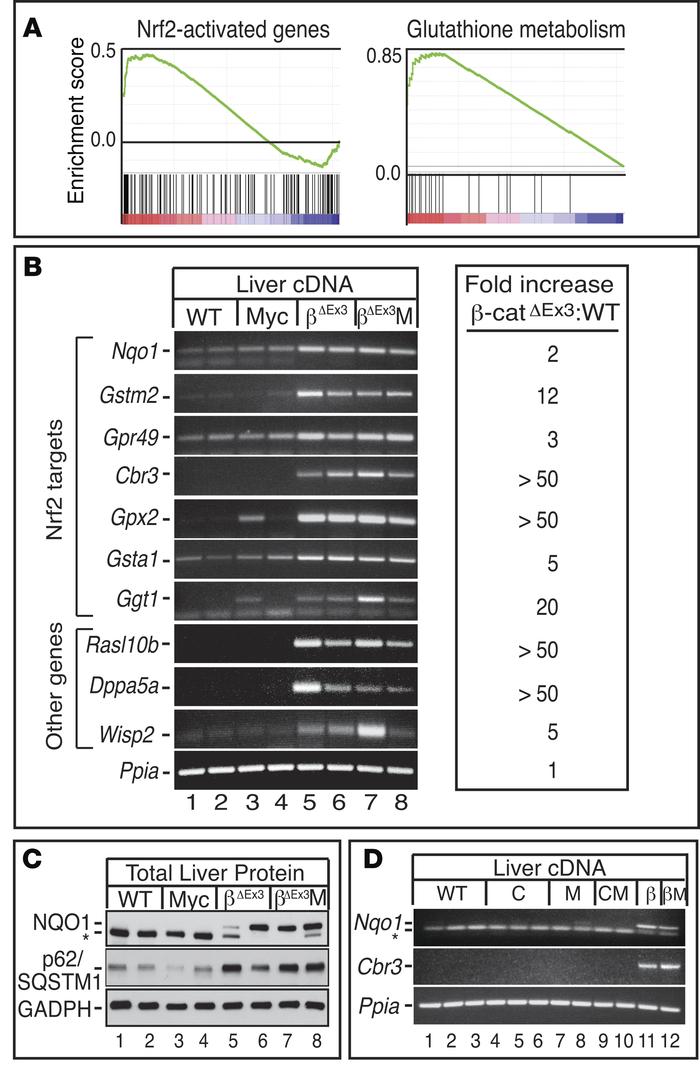 Pan-hepatic expression of mutant β-catenin activates Nrf2-dependent anti...