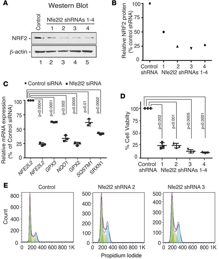 Nrf2 maintains HB cell proliferation and survival in vitro.
Hep293TT cel...