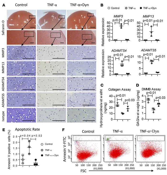 Dynorphin A inhibited the catabolic effects of TNF-α in cartilage explan...