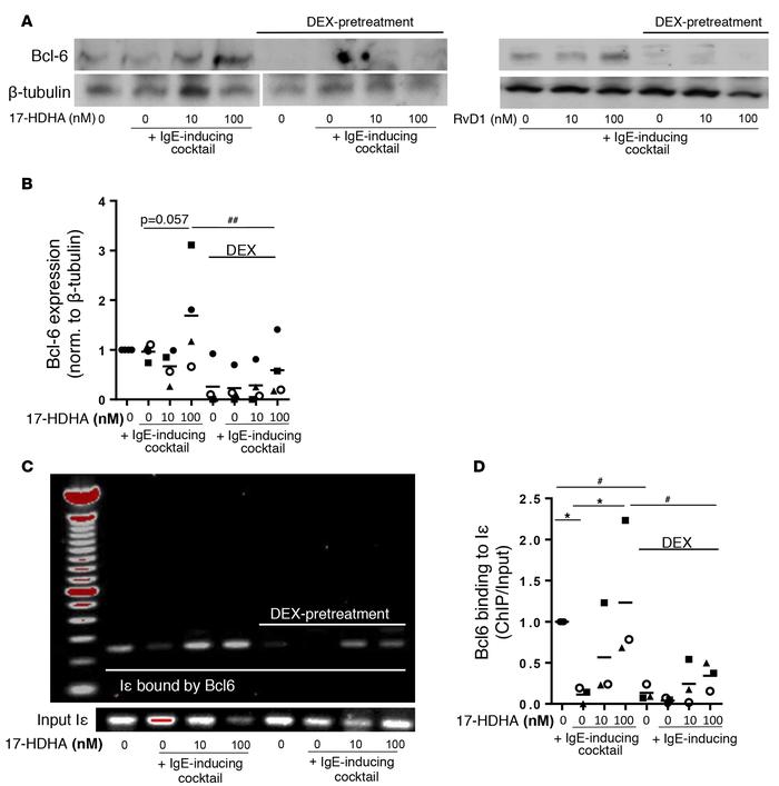 Corticosteroids diminish the ability of 17-HDHA to enhance the binding a...