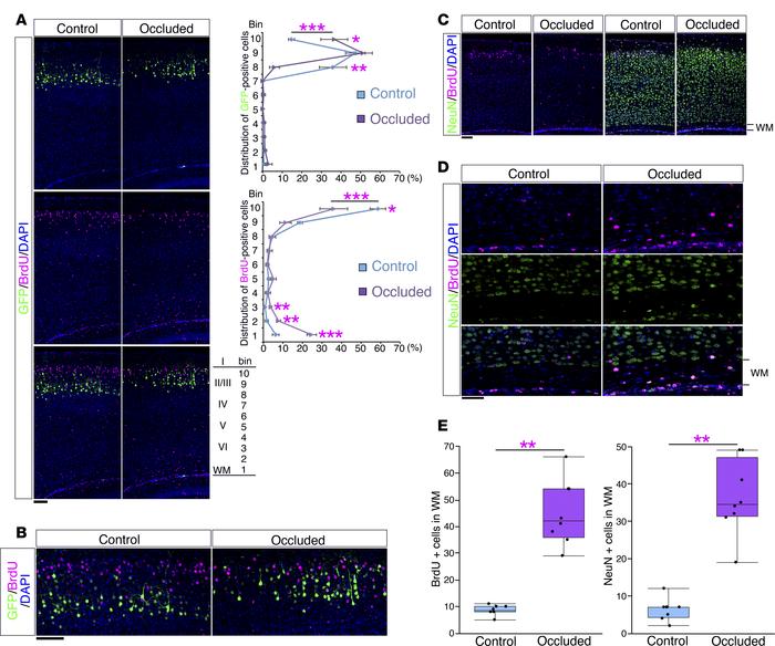 The mouse model showed an altered neuronal alignment.
(A) After transfec...
