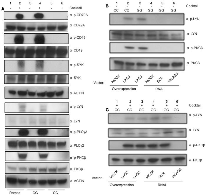 LAG3 protein is crucial in B cell receptor (BCR) signaling.
Protein was ...