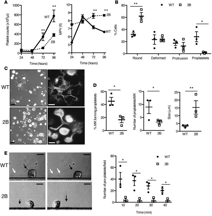 Platelet/proplatelet formation in vivo and in vitro is affected by the p...