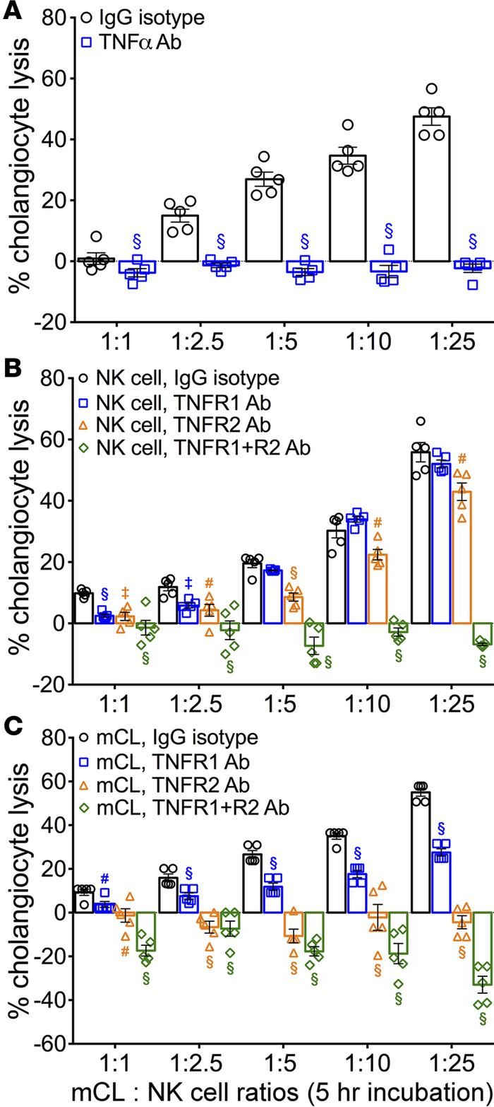 Blocking antibodies to TNFα and TNFRs prevents cholangiocyte killing.
(A...