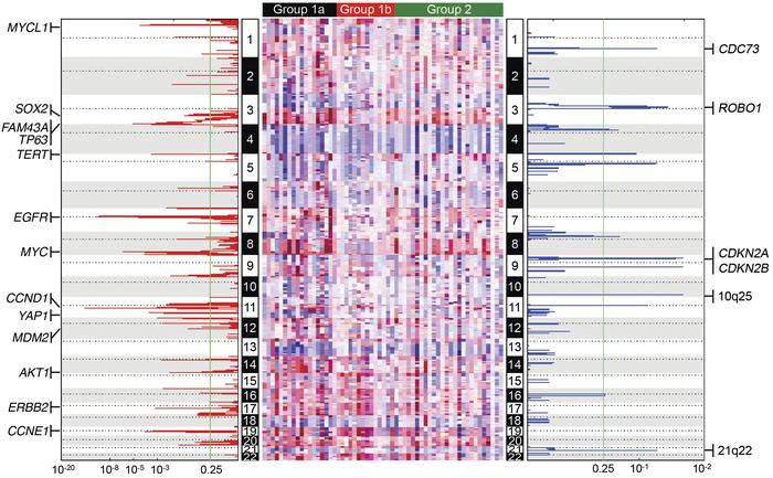 Summary of copy number alterations (CNAs).
Genomic identification of sig...