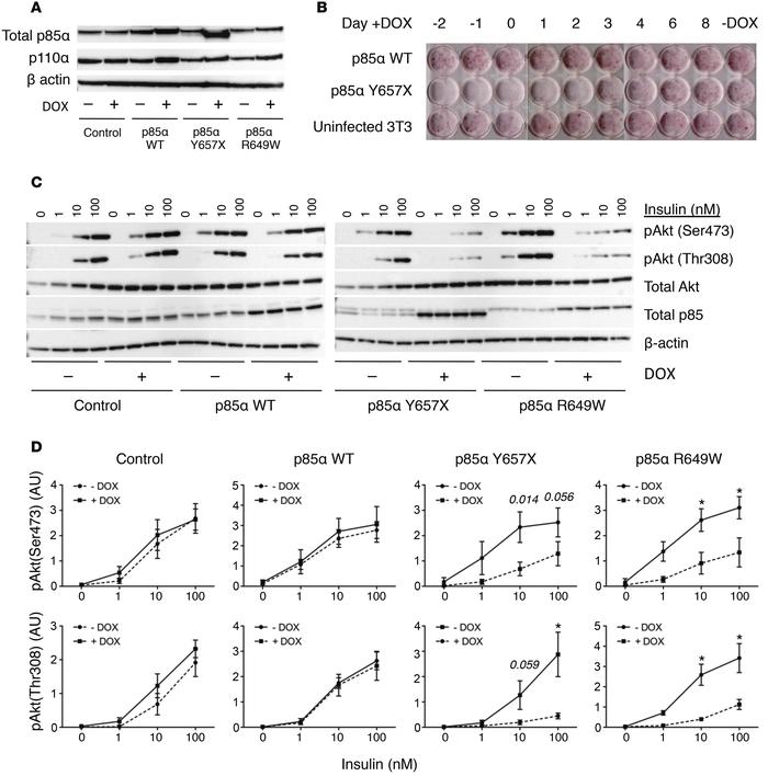 Insulin signaling and adipocyte differentiation in 3T3-L1 preadipocyte m...