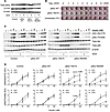Insulin signaling and adipocyte differentiation in 3T3-L1 preadipocyte mode