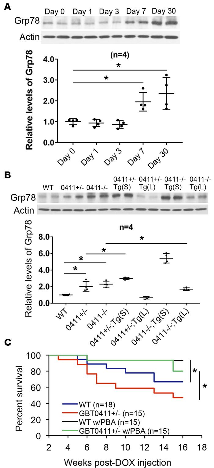 Inhibition of ER stress protected against DOX-induced zebrafish death.
(...