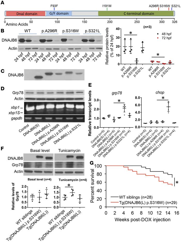 Ectopic expression of the human DNAJB6(L)-S316W variant activated ER str...